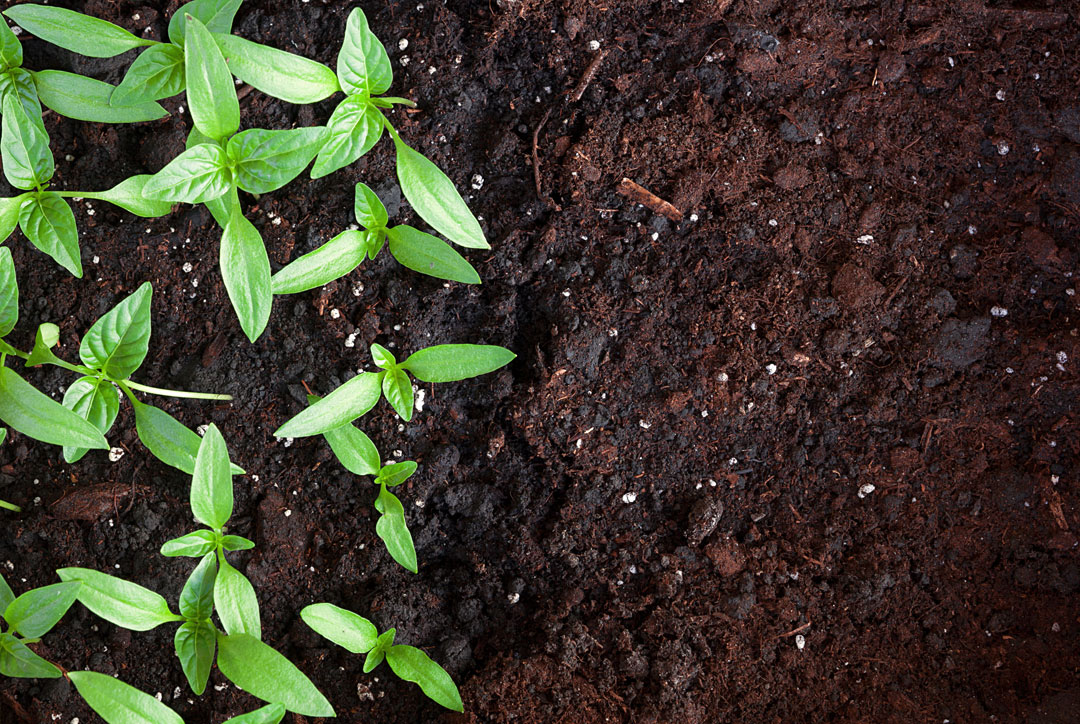 Why compost?